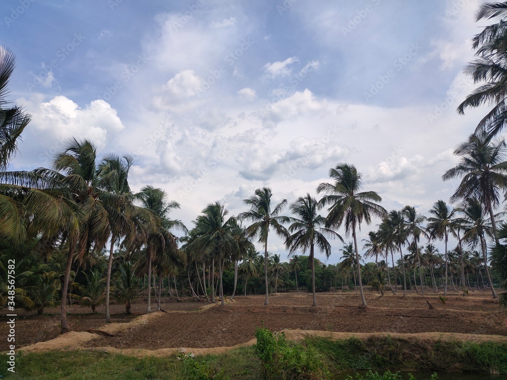 Obraz premium coconut palm trees