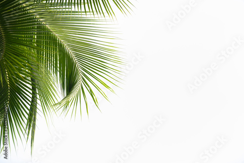 Nature of green leaf coconut in garden at summer. Natural green leaves plants using as spring background cover page greenery environment ecology wallpaper