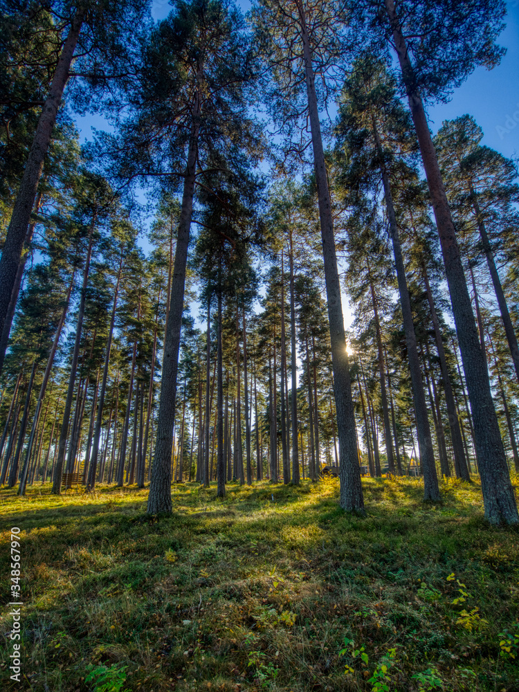 Fototapeta premium pine tree landscape