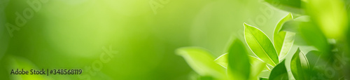 Nature of green leaf in garden at summer. Natural green leaves plants using as spring background cover page greenery environment ecology wallpaper