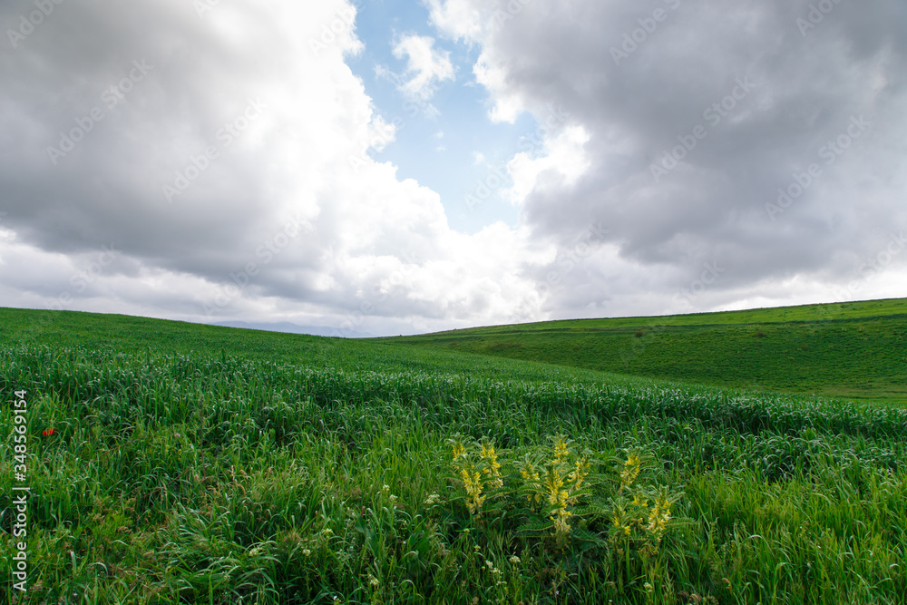 Cumulus clouds on a blue sky. Over the green field. Spring flowering grass. Summer natural background Cumulus clouds on a blue sky. Over the green field. Spring flowering grass. Summer natural background