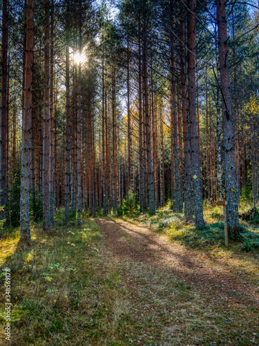 path in forest with sun streaming through