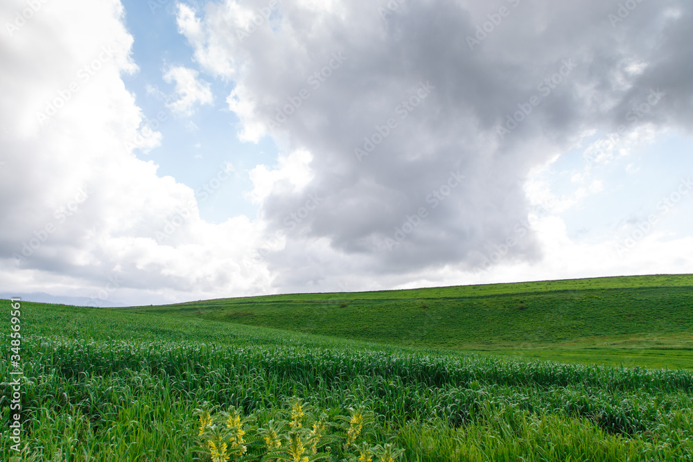 Cumulus clouds on a blue sky. Over the green field. Spring flowering grass. Summer natural background Cumulus clouds on a blue sky. Over the green field. Spring flowering grass. Summer natural background