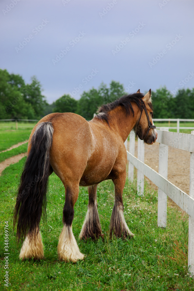 Fototapeta premium horse on a meadow