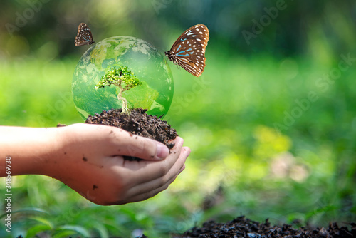 Hands child holding tree with butterfly keep environment on the back soil in the nature park of growth of plant for reduce global warming, green nature background. Ecology and environment concept. photo