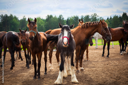 Fototapeta Naklejka Na Ścianę i Meble -  Lots of horses on the farm
