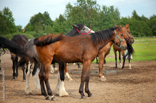 Lots of horses on the farm © Юлия Фоминова