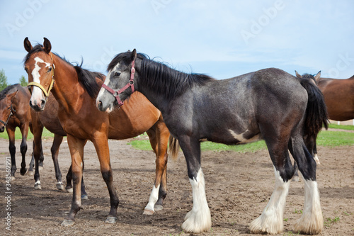 two horses in the field © Юлия Фоминова