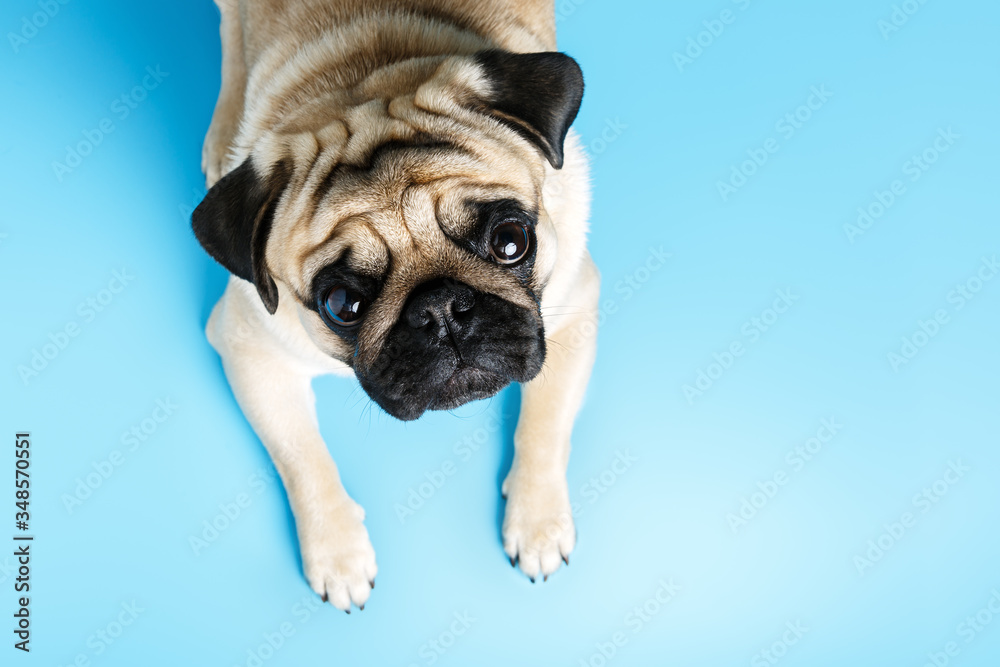  beige pug dog lies on a blue background and looks sadly at the camera. top view, copy space.
