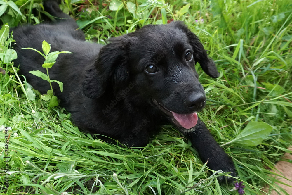 black purebred puppy lies in the grass