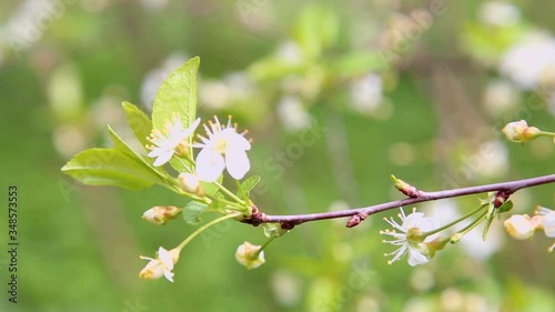 Cherry branch with flowers in bloom in spring. Beautiful japanese tree branch with cherry blossoms. White. Spring flowers. Cherry. Sakura. Background.