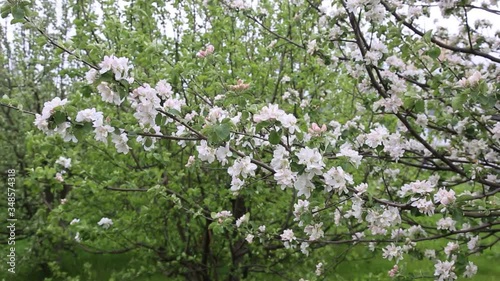 The apple tree blossoms, the branches of apple trees sweep in the wind. Flowering of fruit trees in spring. Beautiful background with flowering apple trees