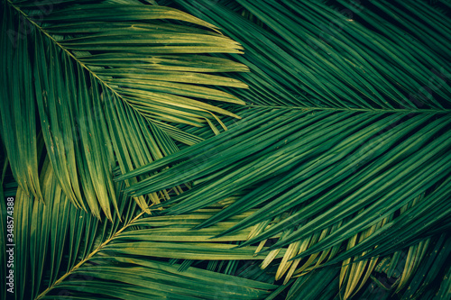 palm tree leaves