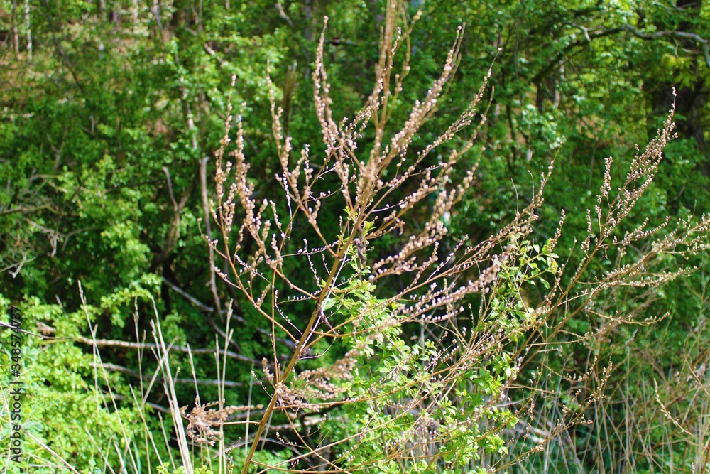 Dry bush
Dry bush