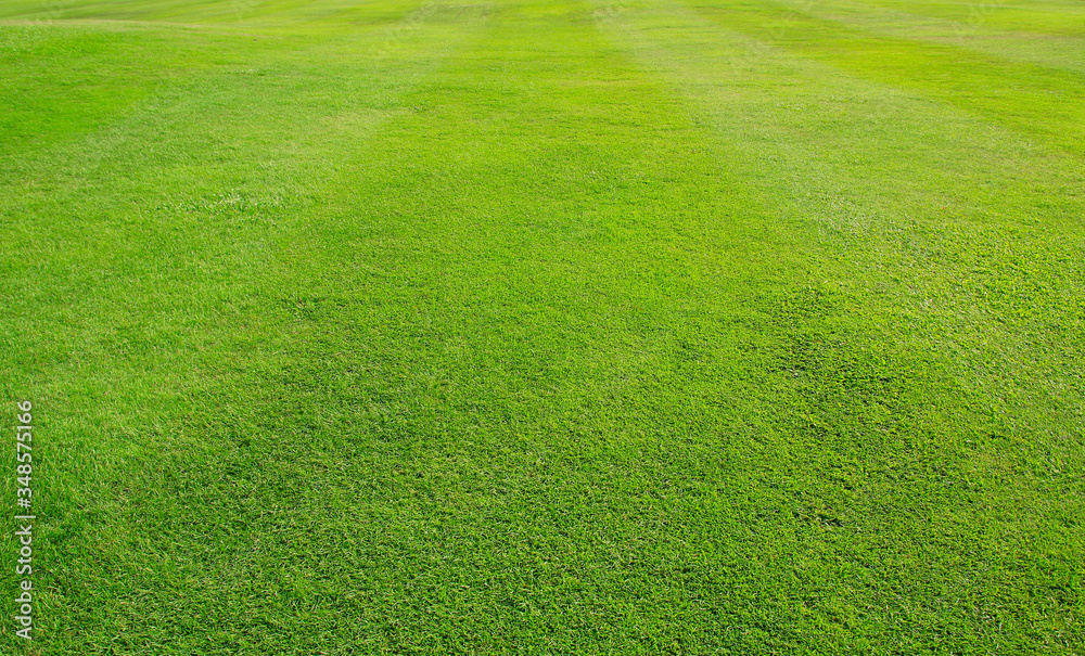 green grass field green grass field