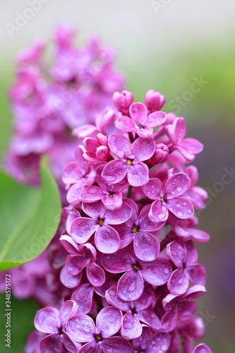 Violet lilac flower in the spring