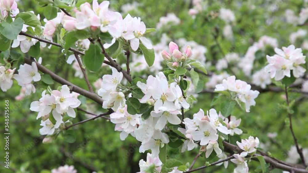 The apple tree blossoms, the branches of apple trees sweep in the wind. Flowering of fruit trees in spring. Beautiful background with flowering apple trees The apple tree blossoms, the branches of apple trees sweep in the wind. Flowering of fruit trees in spring. Beautiful background with flowering apple trees