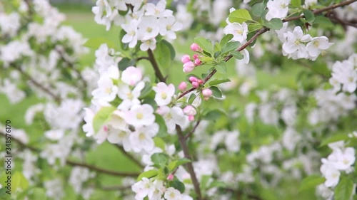 The apple tree blossoms, the branches of apple trees sweep in the wind. Flowering of fruit trees in spring. Beautiful background with flowering apple trees