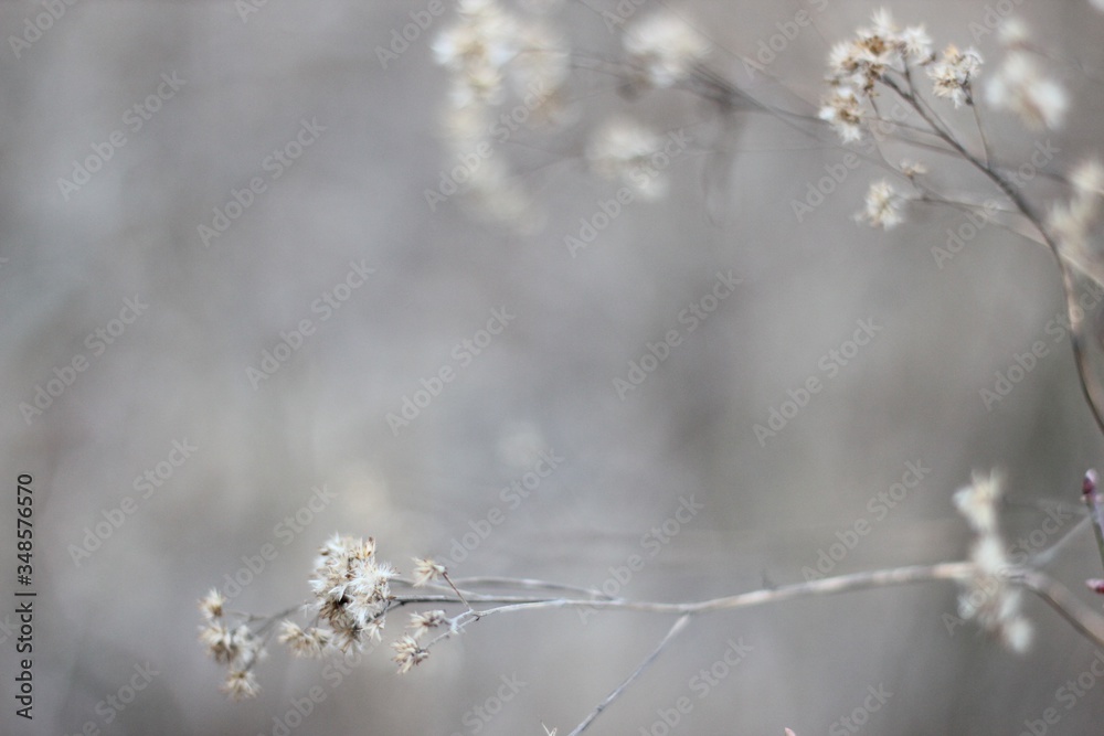 Obraz premium White Puff Flowers Wallpaper Background