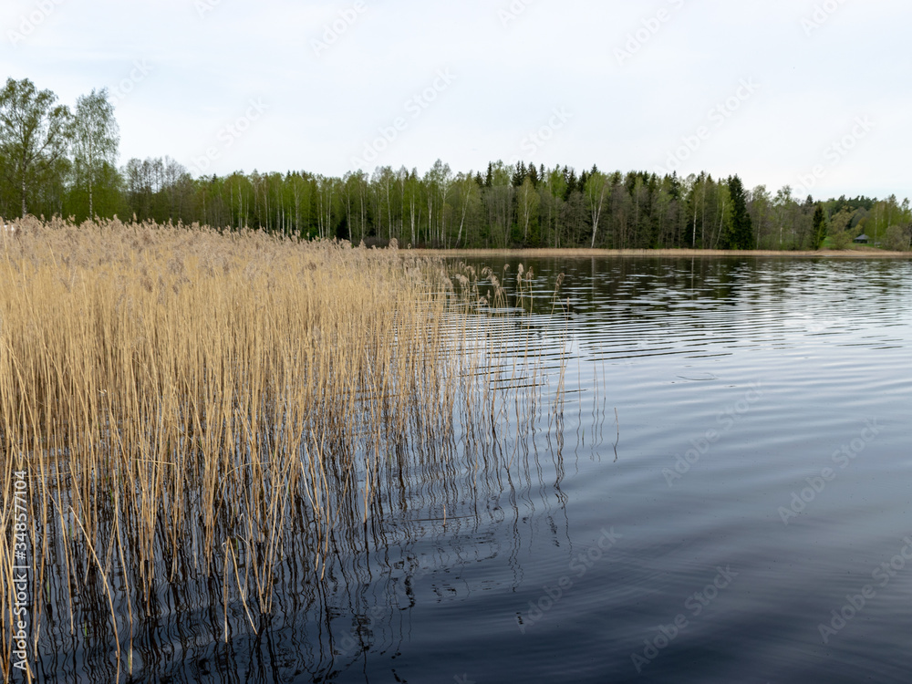 calm water, beautiful reflections, forest silhouette on the horizon