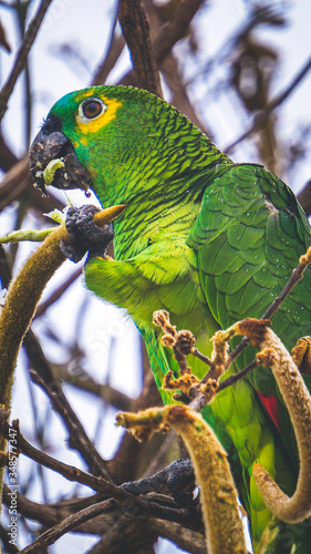 A Beautiful parrot
