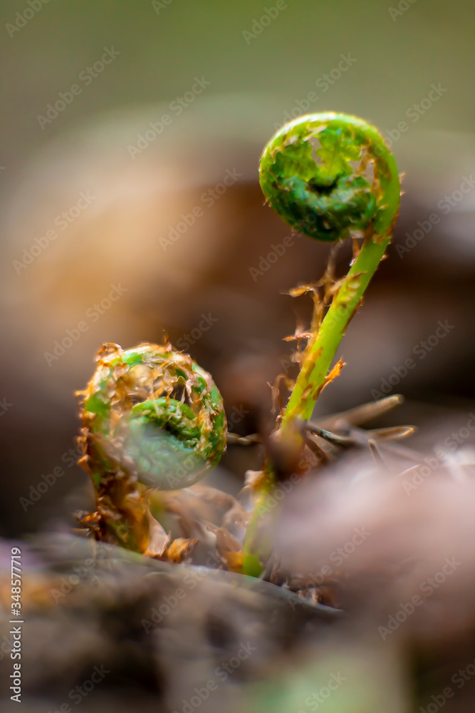 The young leaves of a fern The young leaves of a fern