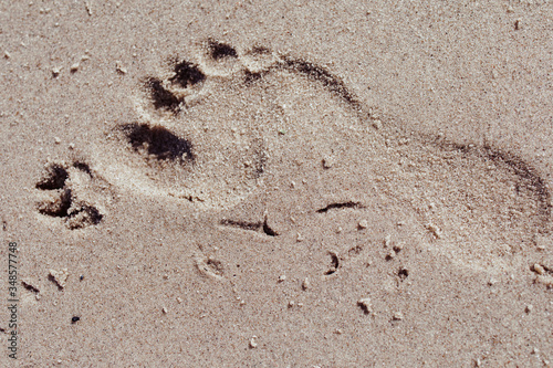 Beach for animals. Footprints in the sand. Walk along the shore with a dog. Smooth sand with traces