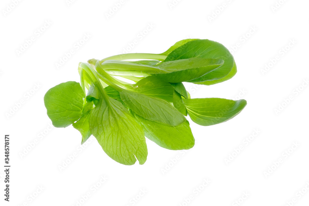 Mustard pakcoy or bok choy is a popular type of vegetable. Vegetables, also known as mustard spoon, are easily cultivated and can be eaten fresh, cooked or processed into pickles Mustard pakcoy or bok choy is a popular type of vegetable. Vegetables, also known as mustard spoon, are easily cultivated and can be eaten fresh, cooked or processed into pickles