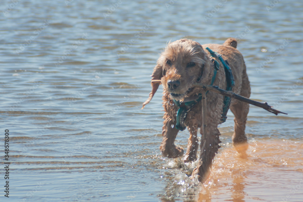 training game with dog pet. An English cocker spaniel pet brings the owner a stick on command from sea water on the beach. light ginger brown spaniel dog with wet fur coat in water training game with dog pet. An English cocker spaniel pet brings the owner a stick on command from sea water on the beach. light ginger brown spaniel dog with wet fur coat in water