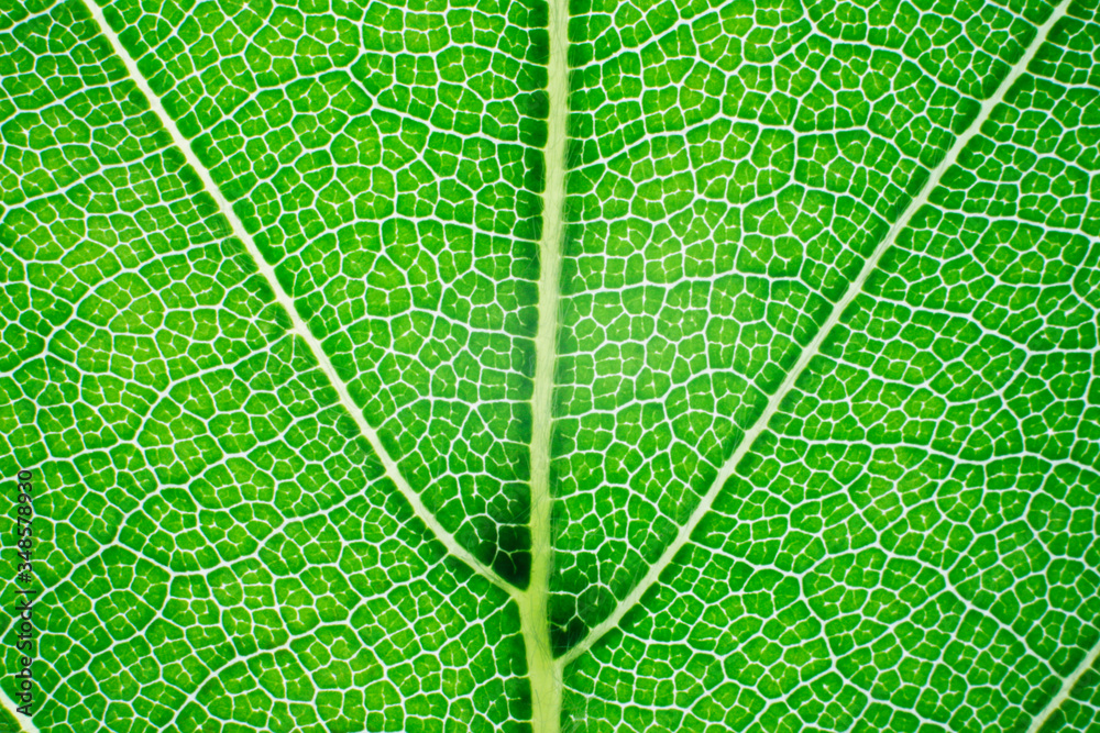 View of a leaf's veins View of a leaf's veins