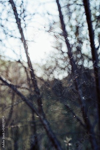 spider web in the sun in the forest on a warm sunny day