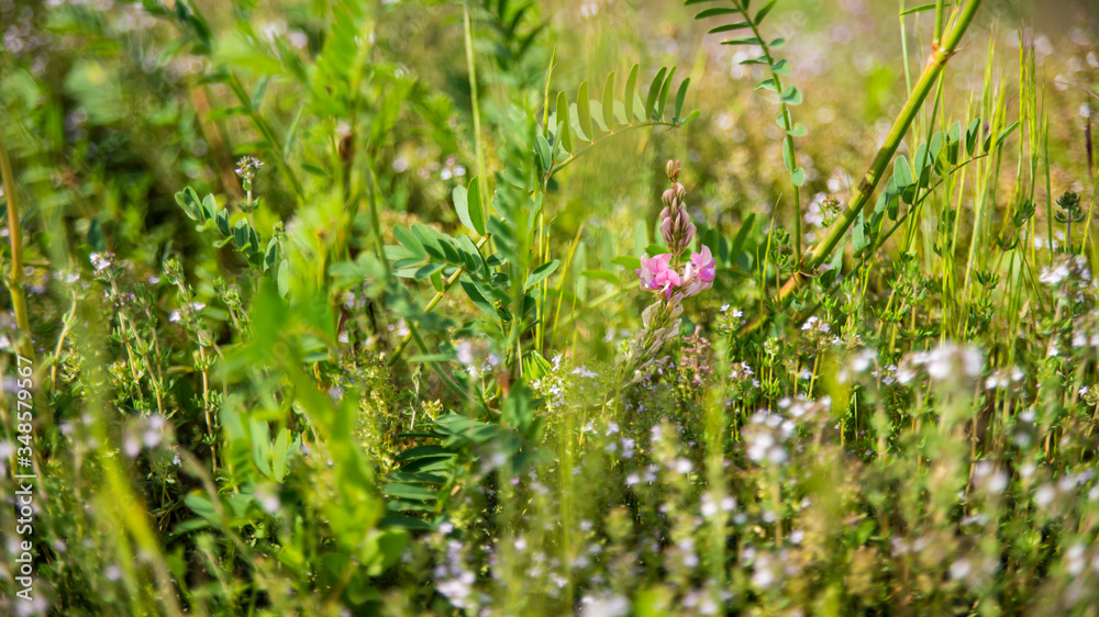Pretty pink Sainfoin flower surrounded by wild herbs
Pretty pink Sainfoin flower surrounded by wild herbs