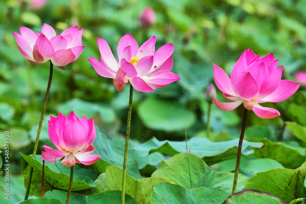Pond with lotus or waterlilly flowers in Varkala, Kerala, India Pond with lotus or waterlilly flowers in Varkala, Kerala, India