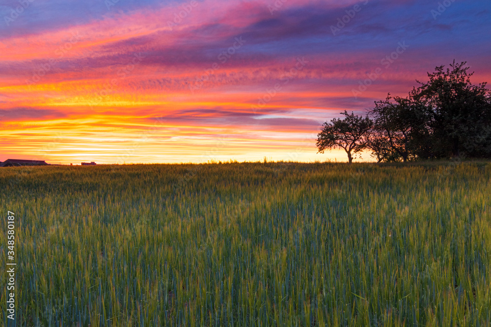 A vibrant sunset in the fields with trees in spring.