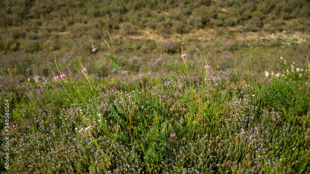 
Pretty pink Sainfoin flower surrounded by wild herbs