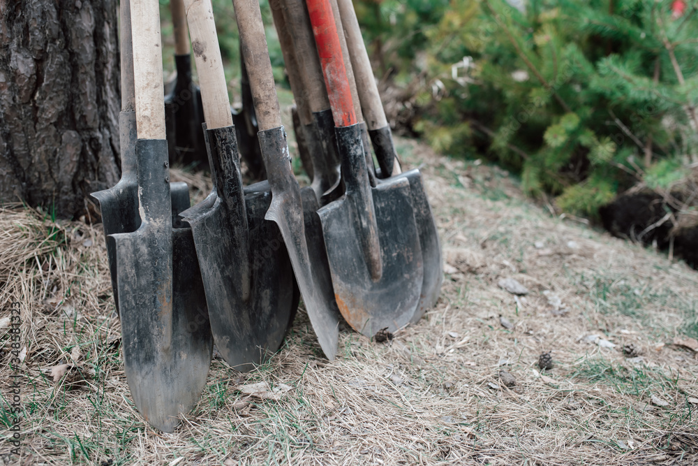 Planting trees in the forest. Dirty shovels stand by the tree waiting for work.