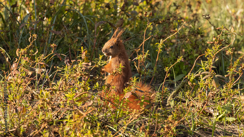 Fototapeta premium Eichhörnchen in einem Park auf Nahrungssuche