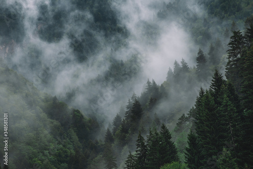 Foggy Spruce Forest In The Mountains. Dark and Misty Wood Landscapes