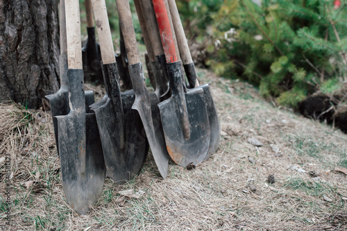 Obraz na płótnie Planting trees in the forest. Dirty shovels stand by the tree waiting for work. w salonie