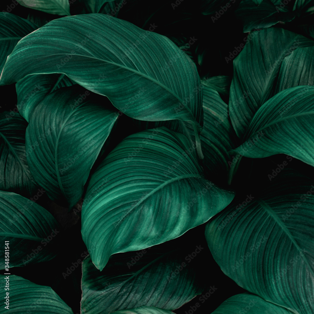 leaves of Spathiphyllum cannifolium, abstract green texture, nature background, tropical leaf