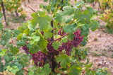 Vitis vinifera, common grape vine. Vines with clusters of ripe red- purple grape berries, close up, selective focus. .Vineyard of The St. Clara Vineyard (Vinice sv. Kláry) in Prague botanical garden. 