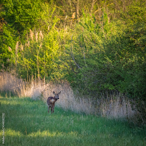 Deer in a meadow in spring