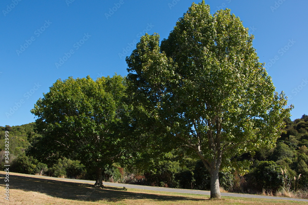 Trees on Picton to Waikawa track,Marlborough Region on South Island of New Zealand  
