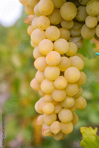 Vitis vinifera, common grape vine. Cluster of sort 'Suzi' ripe white - yellow elongated  grape berries, close up, selective focus.  St. Clara Vineyard (Vinice sv. Kláry) in Prague botanical garden