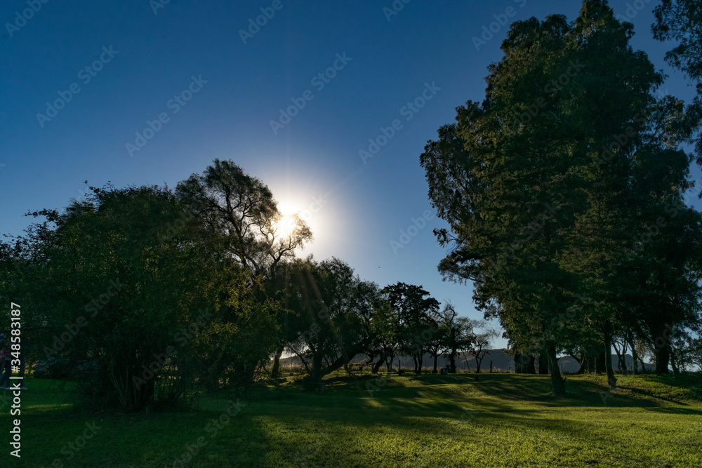 Sunny sunset in a field with trees