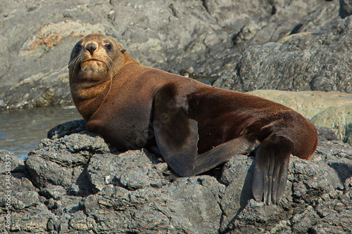 Seal colony on Cape Palliser in Wellington Region on North Island of New Zealand 