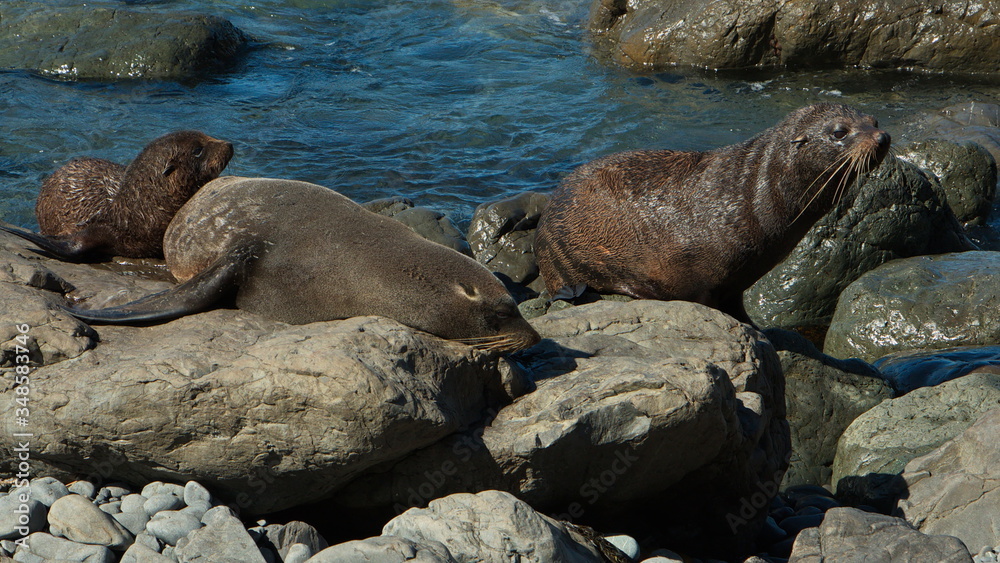 Fototapeta premium Seal colony on Cape Palliser in Wellington Region on North Island of New Zealand 
