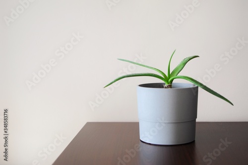 Modern minimal style interior with aloe home plant with empty place for text.