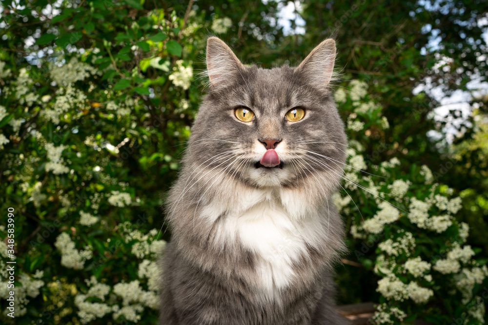 cute blue tabby maine coon cat sticking out tongue outdoors in nature looking at camera