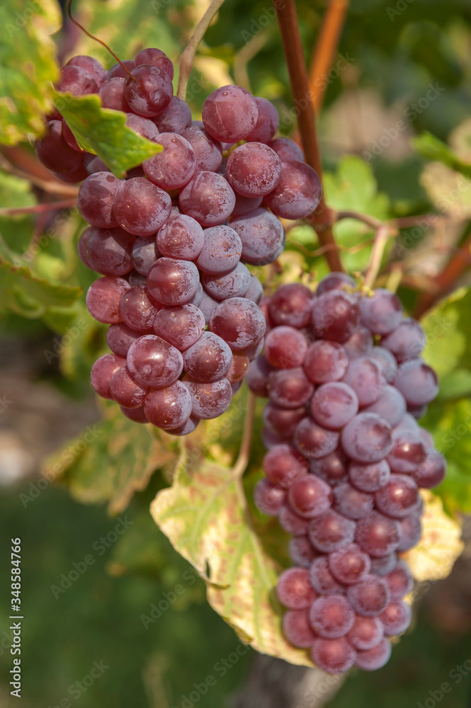 Vitis vinifera, common grape vine. Cluster of sort 'Onyx' ripe red - purple grape berries, close up, selective focus. St. Clara Vineyard (Vinice sv. Kláry) in Prague botanical garden